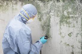 Trusted Millwood, WA Mold Removal Services Experts